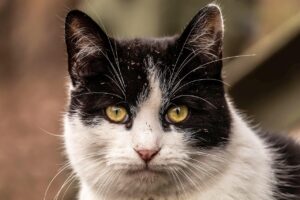 ヒゲ脱毛におけるレーザーの種類はどれが効果的？