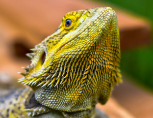 ヒゲ脱毛であご下のしぶとい毛に効果的な対策は？