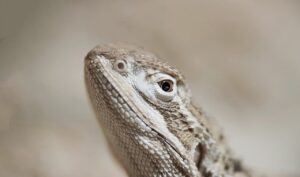 ヒゲ脱毛の施術当日に髭剃りを忘れた場合の対応は？