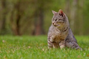 ヒゲ脱毛の口コミは本当に役立つ？比較してわかる選び方は？
