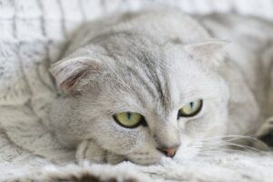 ヒゲ脱毛の効果は本当に違う？比較してわかる選び方とは？